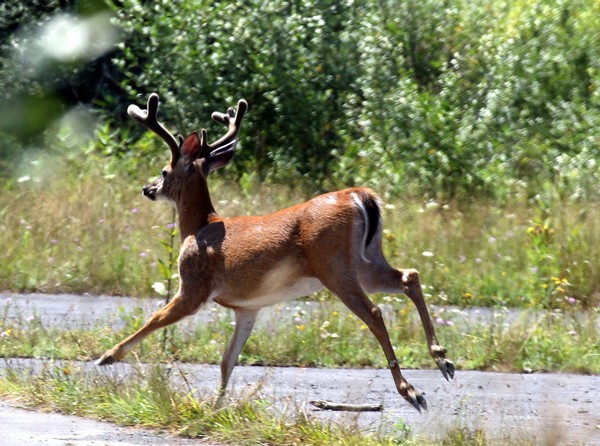 A young buck running through the woods